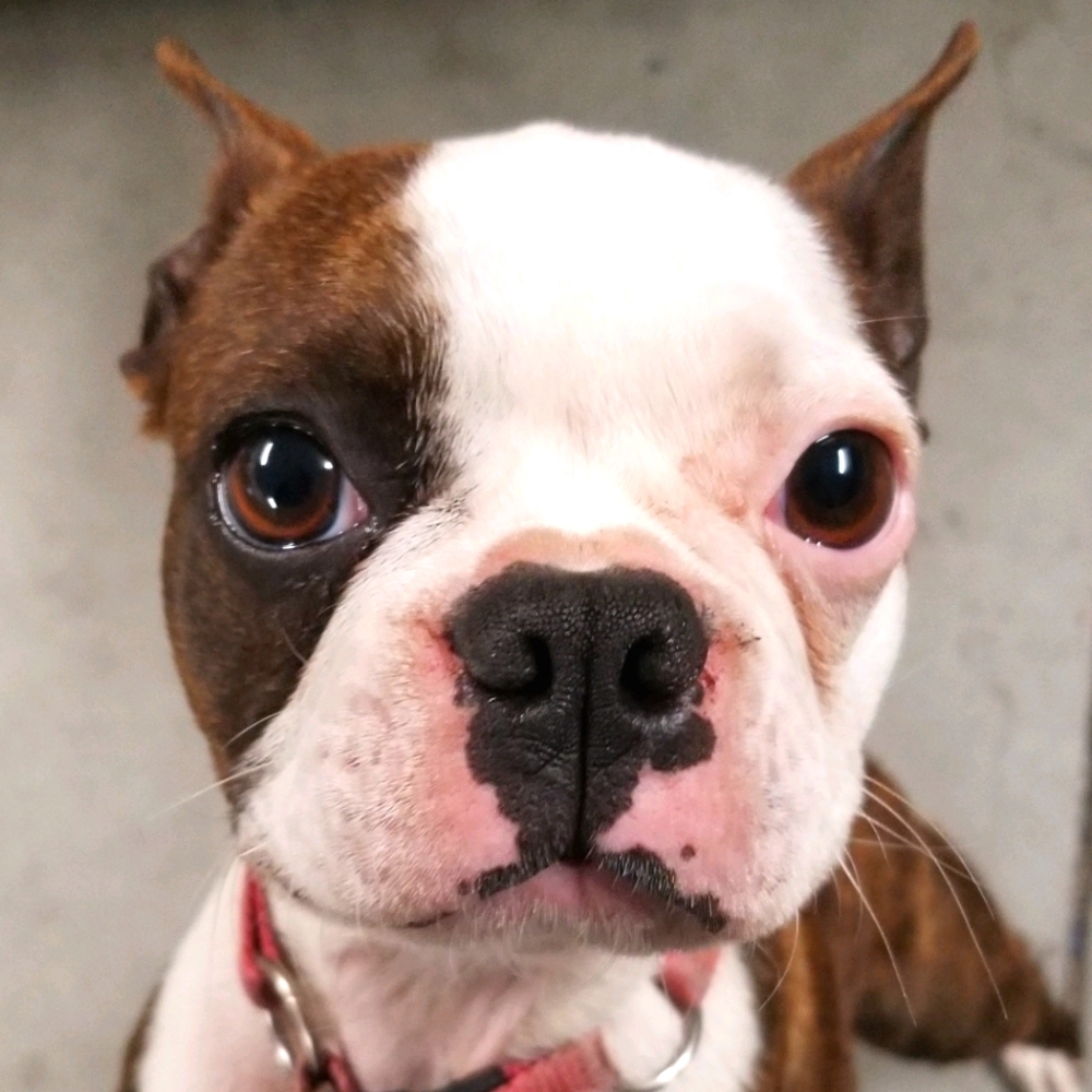 Meet your Posher, CoCo